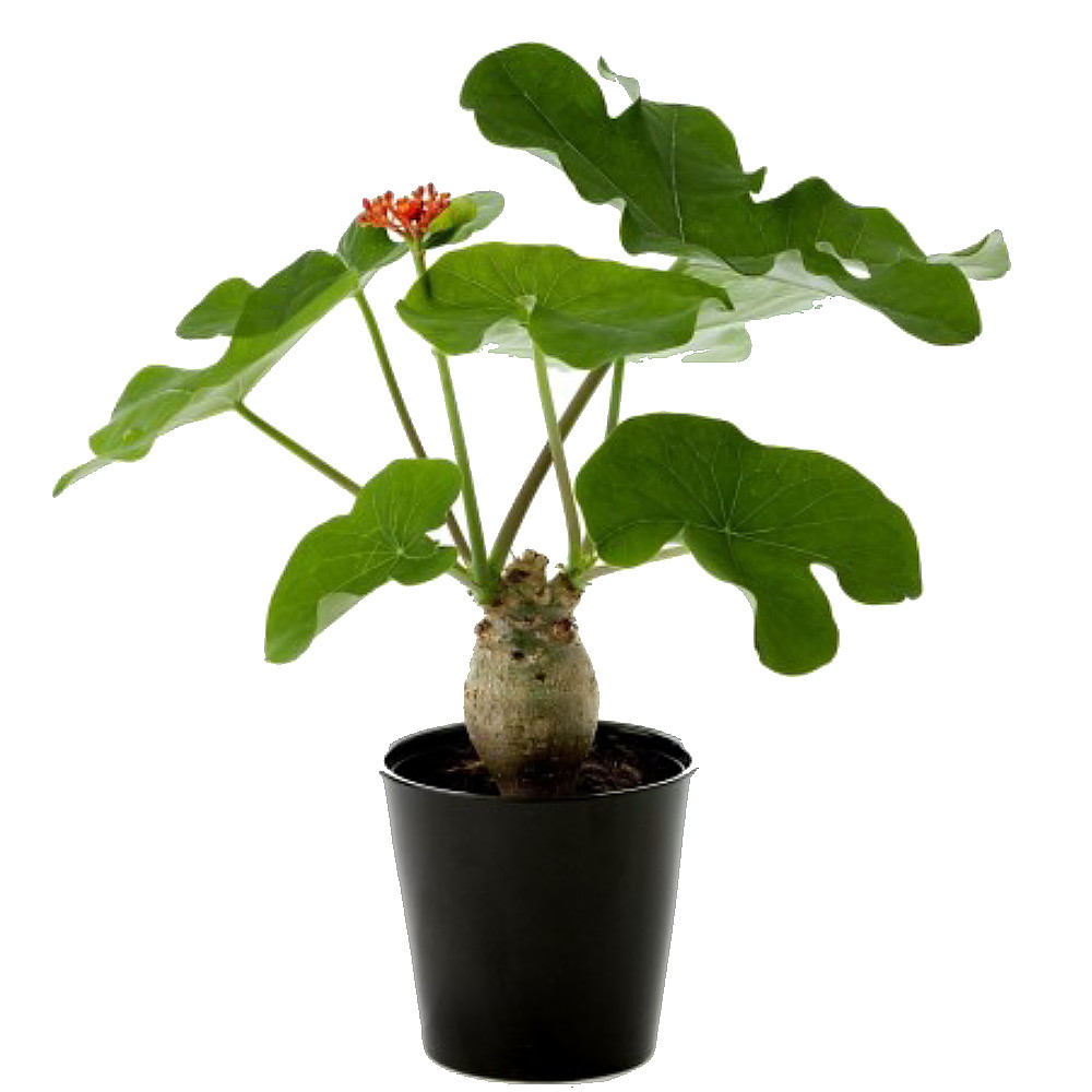 Photo 1: Jatropha podagrica