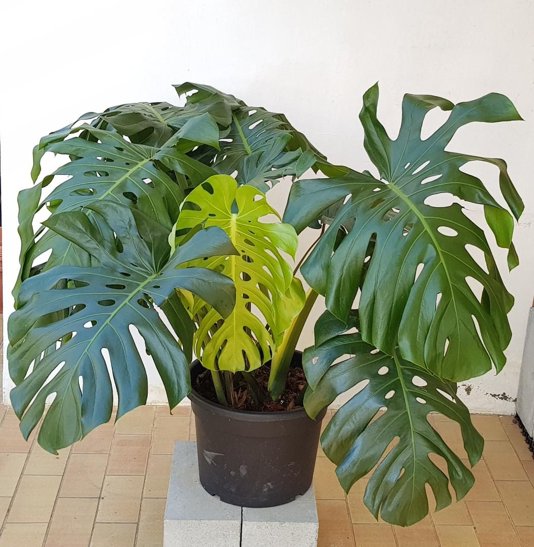 Photo 1: Monstera Deliciosa